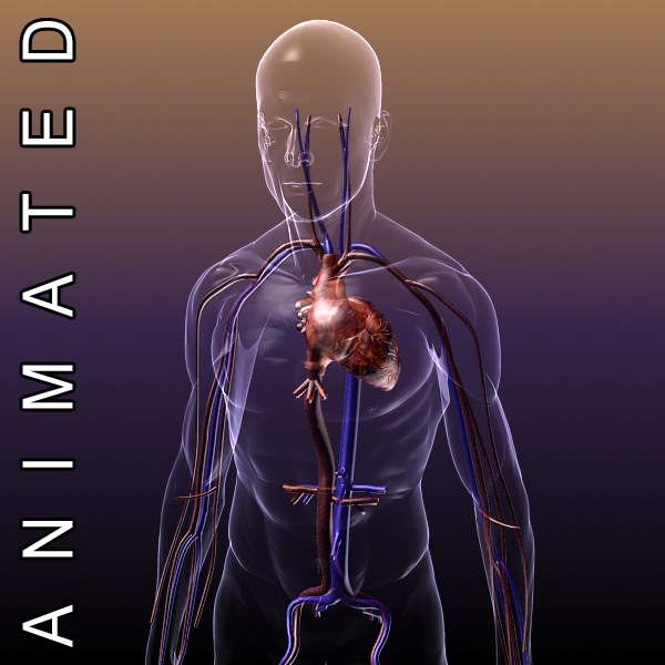 Human body 3d model free online